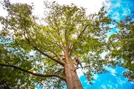 Best Aeration Services  in Bloomingdale, TN
