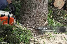 Best Storm Damage Tree Cleanup  in Bloomingdale, TN