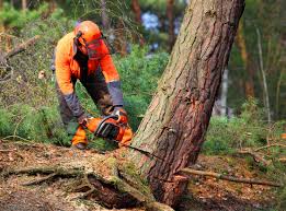 Best Root Management and Removal  in Bloomingdale, TN