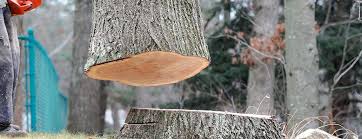 Best Stump Grinding and Removal  in Bloomingdale, TN