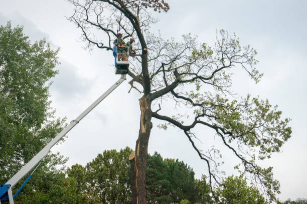 Best Emergency Tree Removal  in Bloomingdale, TN