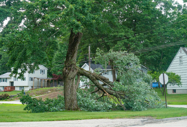 Best Tree Maintenance Programs  in Bloomingdale, TN