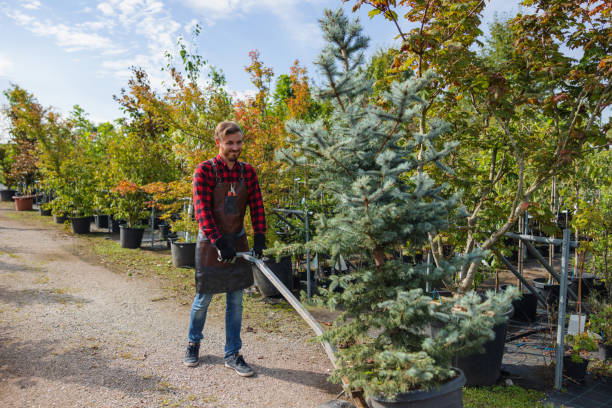 Best Tree Removal  in Bloomingdale, TN