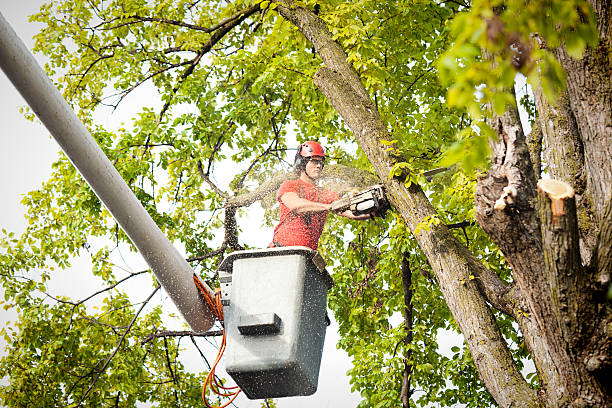 Best Tree Maintenance Programs  in Bloomingdale, TN